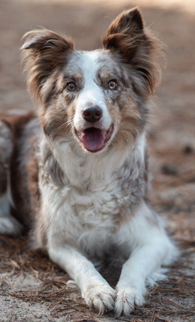 therapie hond Hailey